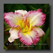 Hemerocallis hybrid (le jardin de la poterie Hillen) www.poterie.fr
